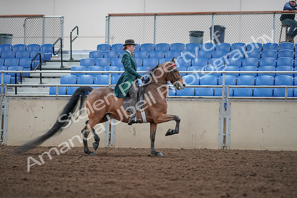 2019 Morgan Horse Show - Sept 01, 2019 - 13356