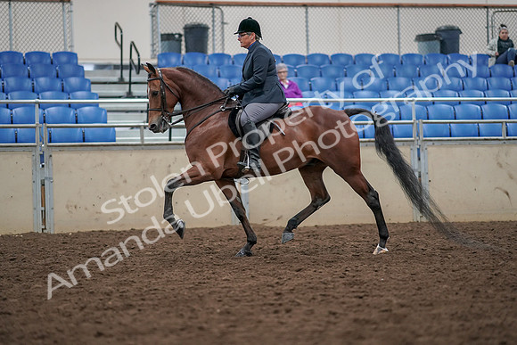 2019 Morgan Horse Show - Aug 30, 2019 - 19892
