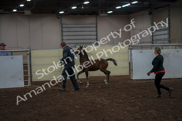 2019 Morgan Horse Show - Aug 31, 2019 - 00408