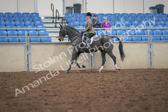 2019 Morgan Horse Show - Aug 30, 2019 - 20285