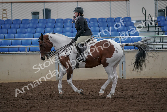 2019 Morgan Horse Show - Aug 30, 2019 - 14959