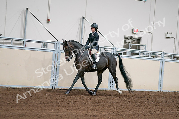 2020 - AB Morgan Horse - Fri, Sept 04 - 02008