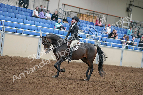 2020 - AB Morgan Horse - Fri, Sept 04 - 05827