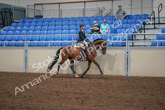 2020 - AB Morgan Horse - Fri, Sept 04 - 06114