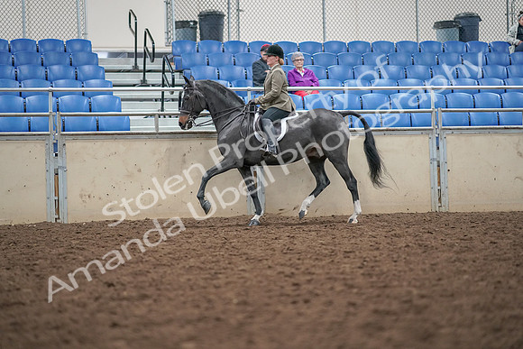 2019 Morgan Horse Show - Aug 30, 2019 - 20283