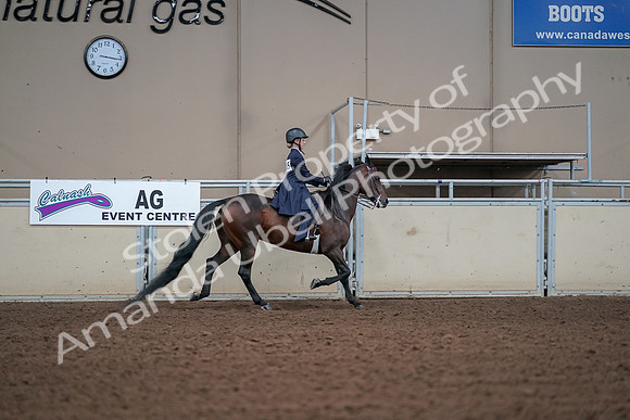 2019 Morgan Horse Show - Aug 30, 2019 - 17966
