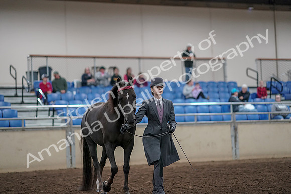 2019 Morgan Horse Show - Aug 31, 2019 - 01980
