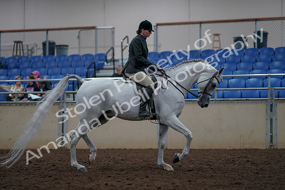 2019 Morgan Horse Show - Aug 31, 2019 - 16155