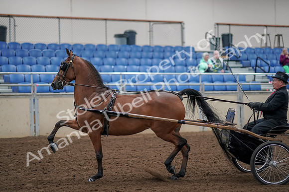 2019 Morgan Horse Show - Aug 30, 2019 - 13042