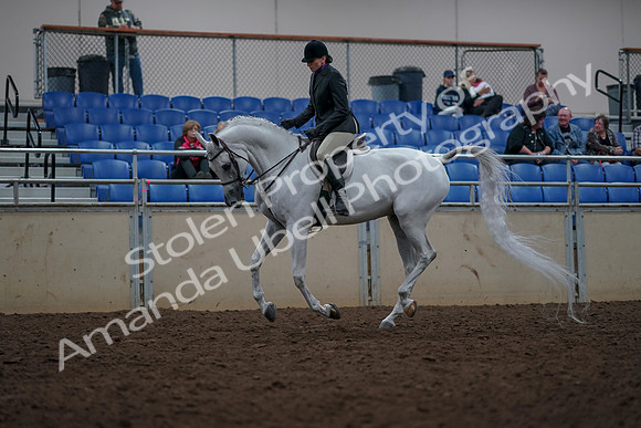 2019 Morgan Horse Show - Aug 31, 2019 - 16060