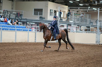 2020 - AB Morgan Horse - Fri, Sept 04 - 07873