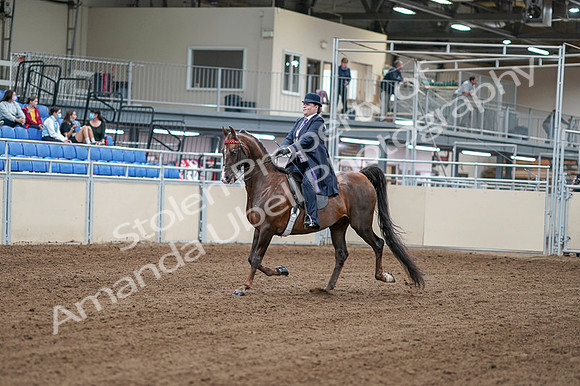 2020 - AB Morgan Horse - Fri, Sept 04 - 07873