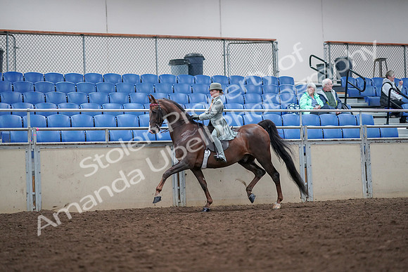 2019 Morgan Horse Show - Aug 30, 2019 - 17856