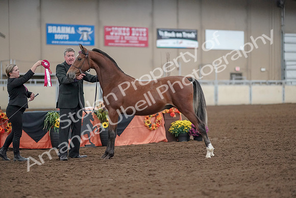 2019 Morgan Horse Show - Aug 30, 2019 - 25651