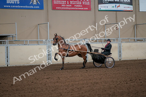 2019 Morgan Horse Show - Aug 30, 2019 - 13051