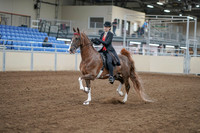 2020 - AB Morgan Horse - Fri, Sept 04 - 09503