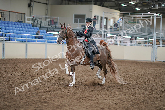 2020 - AB Morgan Horse - Fri, Sept 04 - 09503