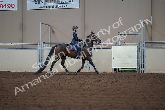2019 Morgan Horse Show - Aug 30, 2019 - 18090