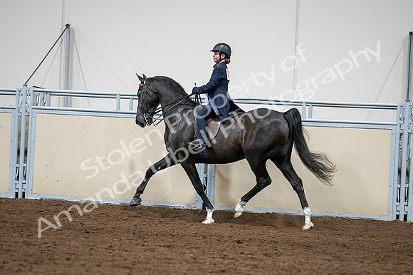 2020 - AB Morgan Horse - Fri, Sept 04 - 03266