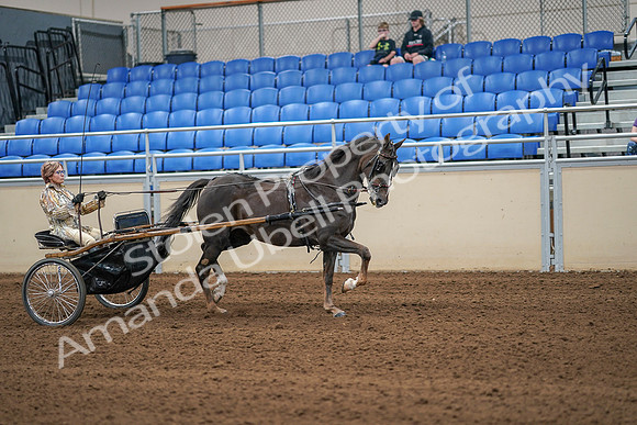 2020 - AB Morgan Horse - Sat, Sept 05 - 05943