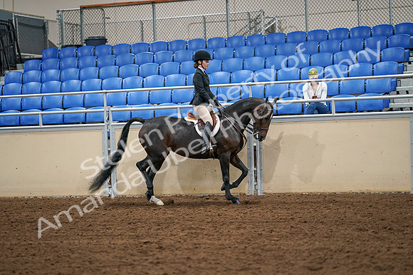 2020 - AB Morgan Horse - Fri, Sept 04 - 02150