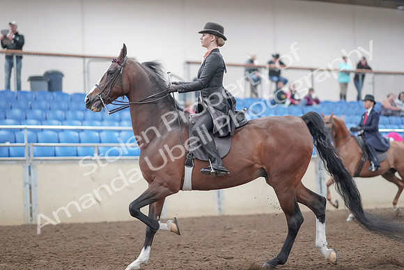 2019 Morgan Horse Show - Aug 31, 2019 - 08537