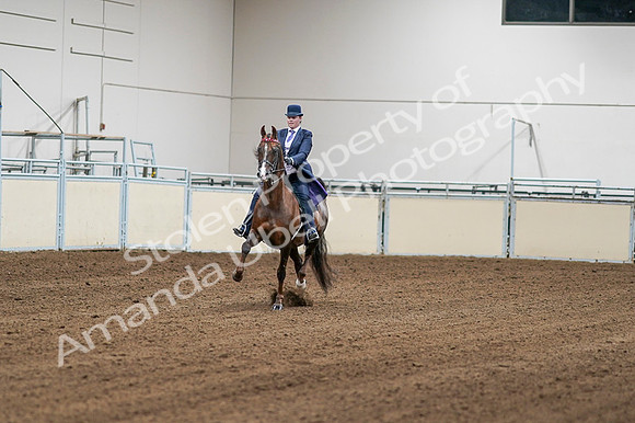 2020 - AB Morgan Horse - Fri, Sept 04 - 08156