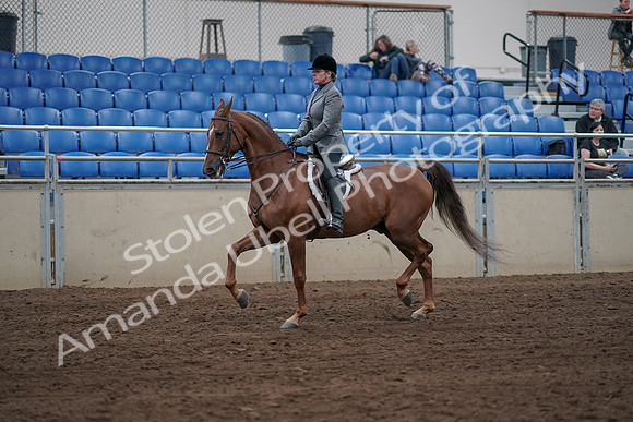 2019 Morgan Horse Show - Sept 01, 2019 - 12306