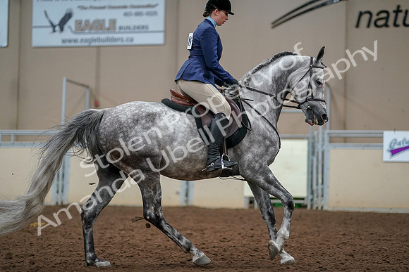2019 Morgan Horse Show - Aug 30, 2019 - 22467