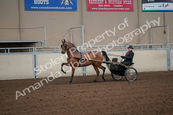 2019 Morgan Horse Show - Aug 30, 2019 - 13056