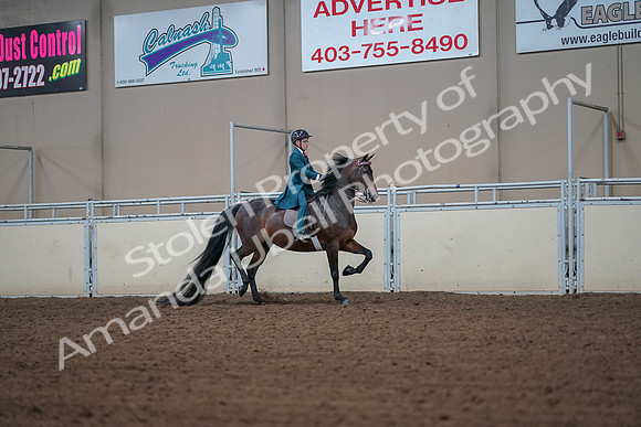 2019 Morgan Horse Show - Aug 30, 2019 - 18000