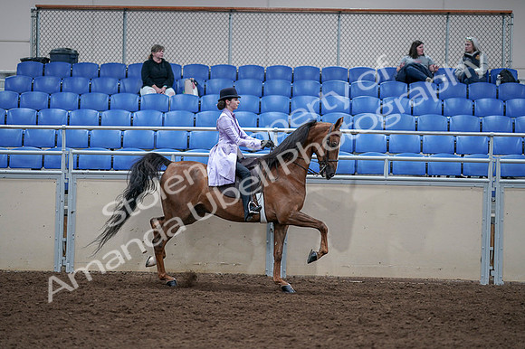 2020 - AB Morgan Horse - Fri, Sept 04 - 05095
