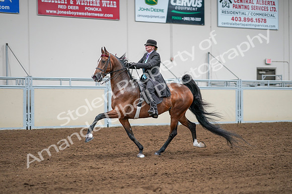 2020 - AB Morgan Horse - Sat, Sept 05 - 13179