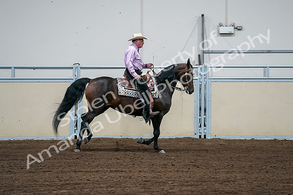2020 - AB Morgan Horse - Fri, Sept 04 - 00561