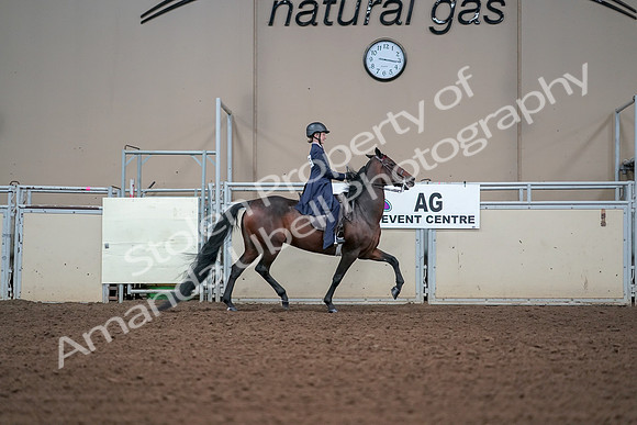 2019 Morgan Horse Show - Aug 30, 2019 - 17951