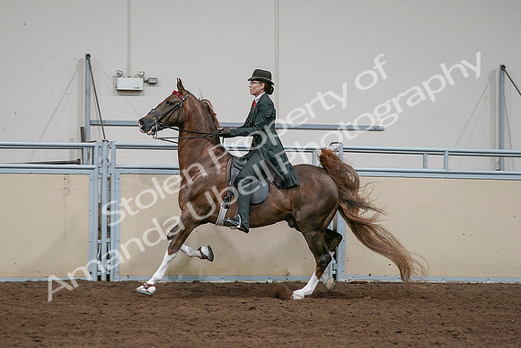 2020 - AB Morgan Horse - Sat, Sept 05 - 13059