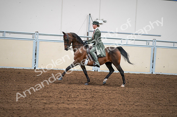 2020 - AB Morgan Horse - Fri, Sept 04 - 03299