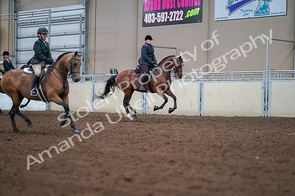 2019 Morgan Horse Show - Aug 30, 2019 - 21050
