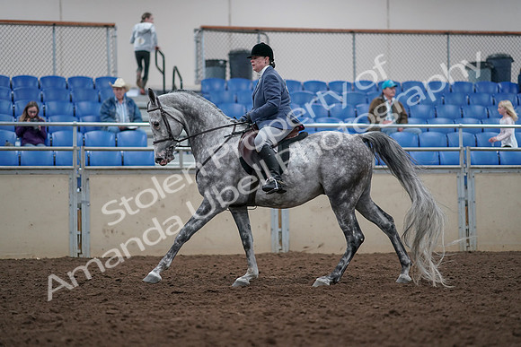 2019 Morgan Horse Show - Aug 31, 2019 - 15041