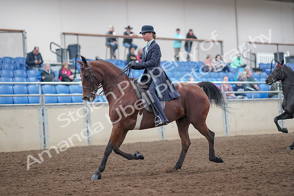 2019 Morgan Horse Show - Aug 31, 2019 - 08487