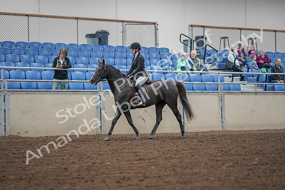 2019 Morgan Horse Show - Aug 30, 2019 - 14872