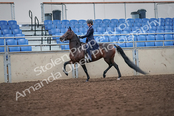2019 Morgan Horse Show - Aug 30, 2019 - 17795