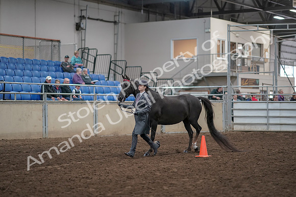 2019 Morgan Horse Show - Aug 31, 2019 - 02103
