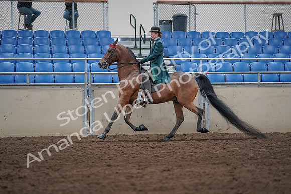 2019 Morgan Horse Show - Sept 01, 2019 - 13224