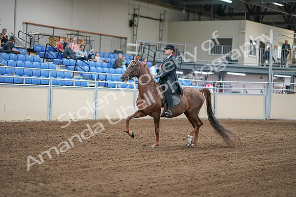 2020 - AB Morgan Horse - Fri, Sept 04 - 07914