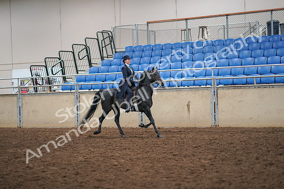 2019 Morgan Horse Show - Aug 30, 2019 - 12371