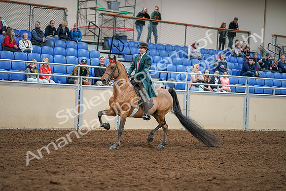 2020 - AB Morgan Horse - Sat, Sept 05 - 13760