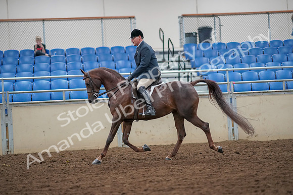 2019 Morgan Horse Show - Aug 30, 2019 - 17345