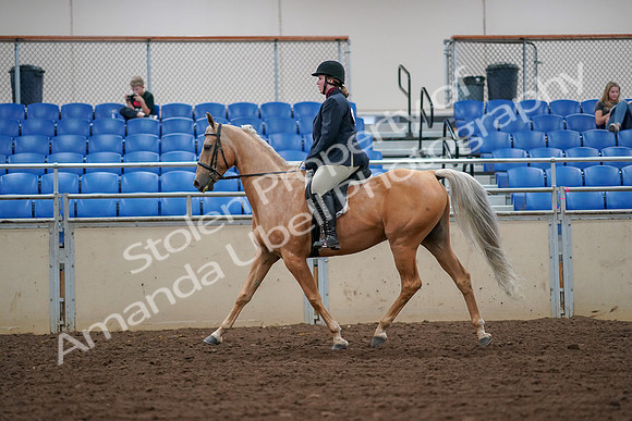 2019 Morgan Horse Show - Aug 30, 2019 - 16084