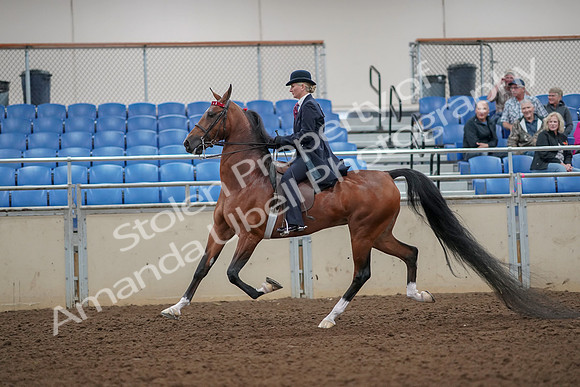 2019 Morgan Horse Show - Aug 30, 2019 - 25041